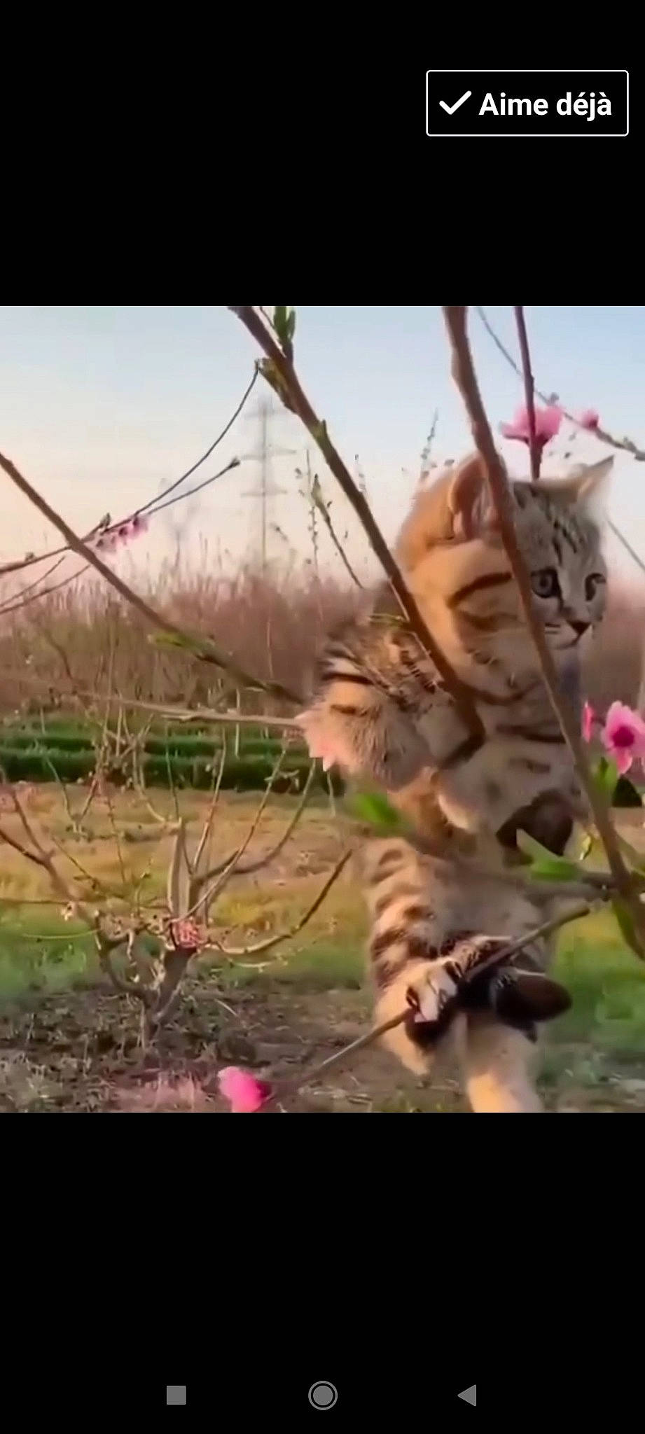 Luna a rejoint le concours — aidez-le/la à gagner de superbes lots ! big_cats, branch, carnivore, cat, felidae, flower, fur, grass, happy, landscape, paw, plant, sky, small_to_medium_sized_cats, snout, tail, terrestrial_animal, twig, whiskers, wood