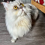 Sally participe au concours pour gagner de l'argent avec cette photo : cat, fluffy, white_fur, golden_eyes, indoor, floor, curious, pet, animal, closeup, whiskers, feline, looking_up, domestic_cat, soft_fur, home, cozy, paws, long_hair, cute