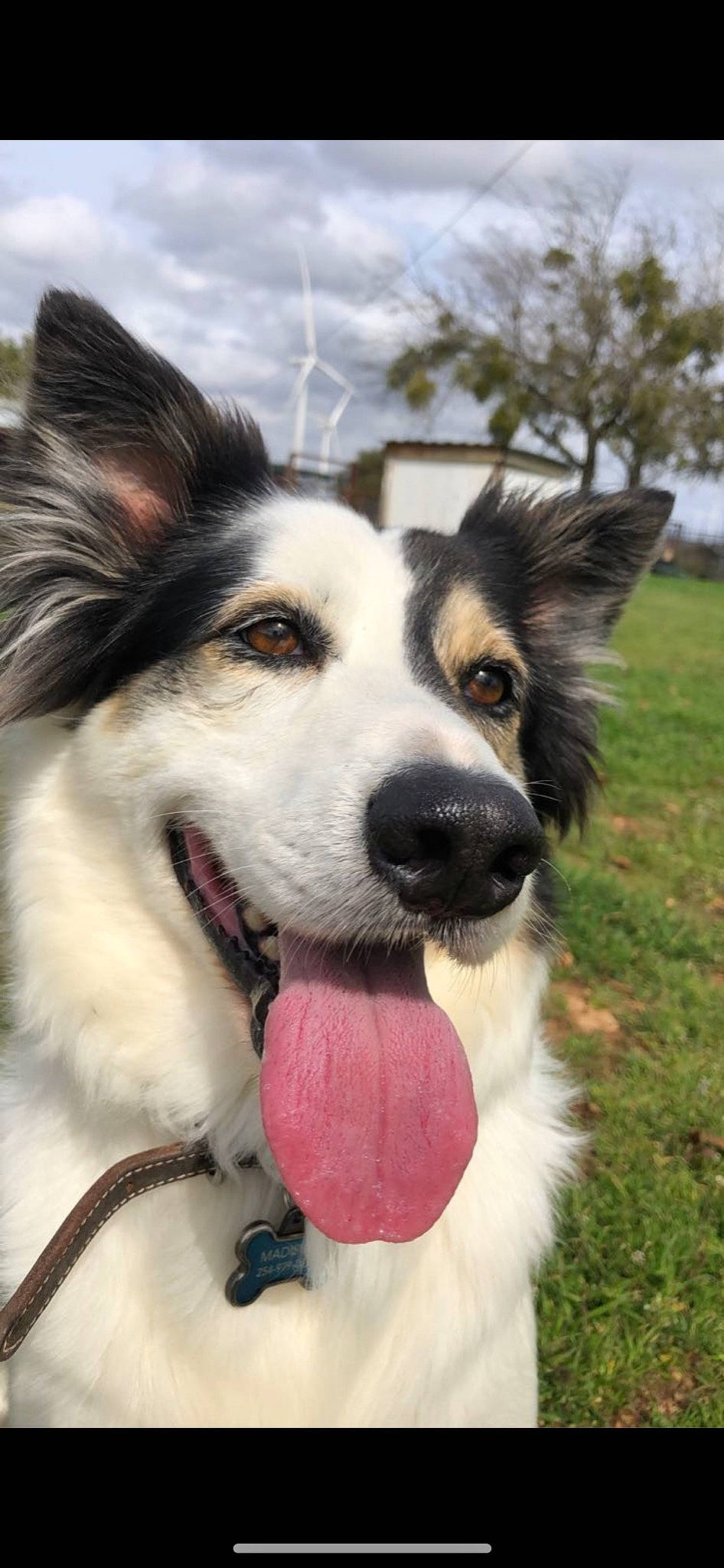 Cowboy joined the competition — help win amazing prizes! ancient_dog_breeds, carnivore, cloud, collar, companion_dog, dog, dog_breed, dog_collar, fur, herding_dog, plant, sky, snout, sporting_group, terrestrial_animal, tree, whiskers, working_animal, working_dog