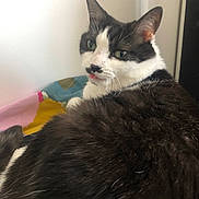 Daisy participe au concours pour gagner de l'argent avec cette photo : cat, black_and_white, tongue_out, fluffy, pet, domestic_animal, indoor, resting, blanket, colorful, cute, whiskers, feline, fur, relaxed, animal, portrait, looking_back, eyes, ears