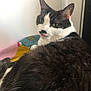 cat, black_and_white, tongue_out, fluffy, pet, domestic_animal, indoor, resting, blanket, colorful, cute, whiskers, feline, fur, relaxed, animal, portrait, looking_back, eyes, ears