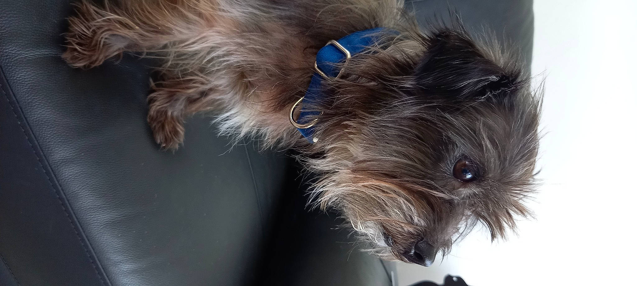 Lilly participe au concours pour gagner de l'argent avec cette photo : canidae, carnivore, close_up, collar, companion_dog, dog, dog_breed, dog_collar, dog_supply, ear, electric_blue, fawn, fur, liver, snout, sporting_group, terrier, toy_dog, whiskers, working_animal