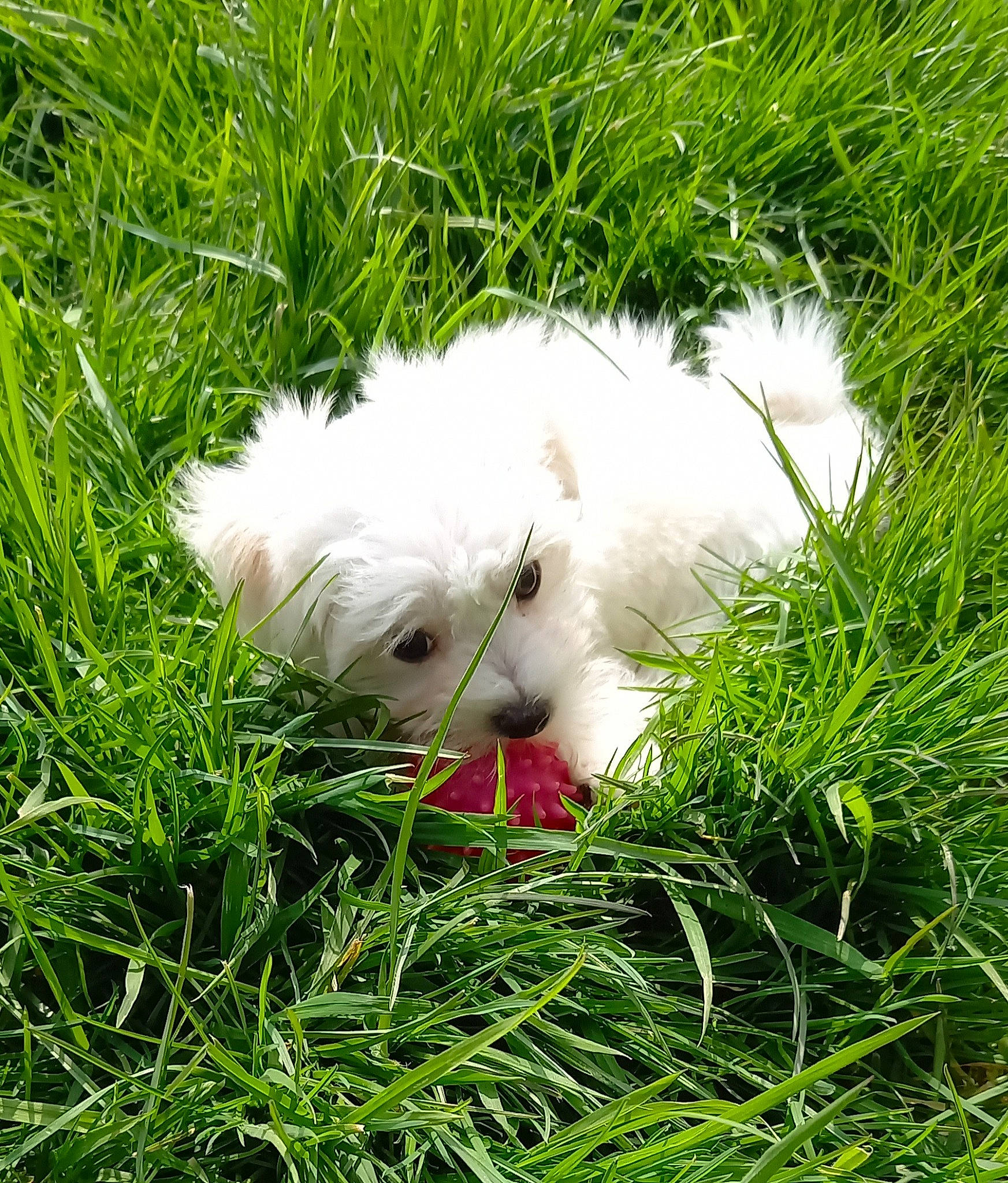 Bounty participe au concours pour gagner de l'argent avec cette photo : ball, companion_dog, dog_breed, fur, grass, grassland, pasture, plant, rice, terrestrial_animal, toy_dog