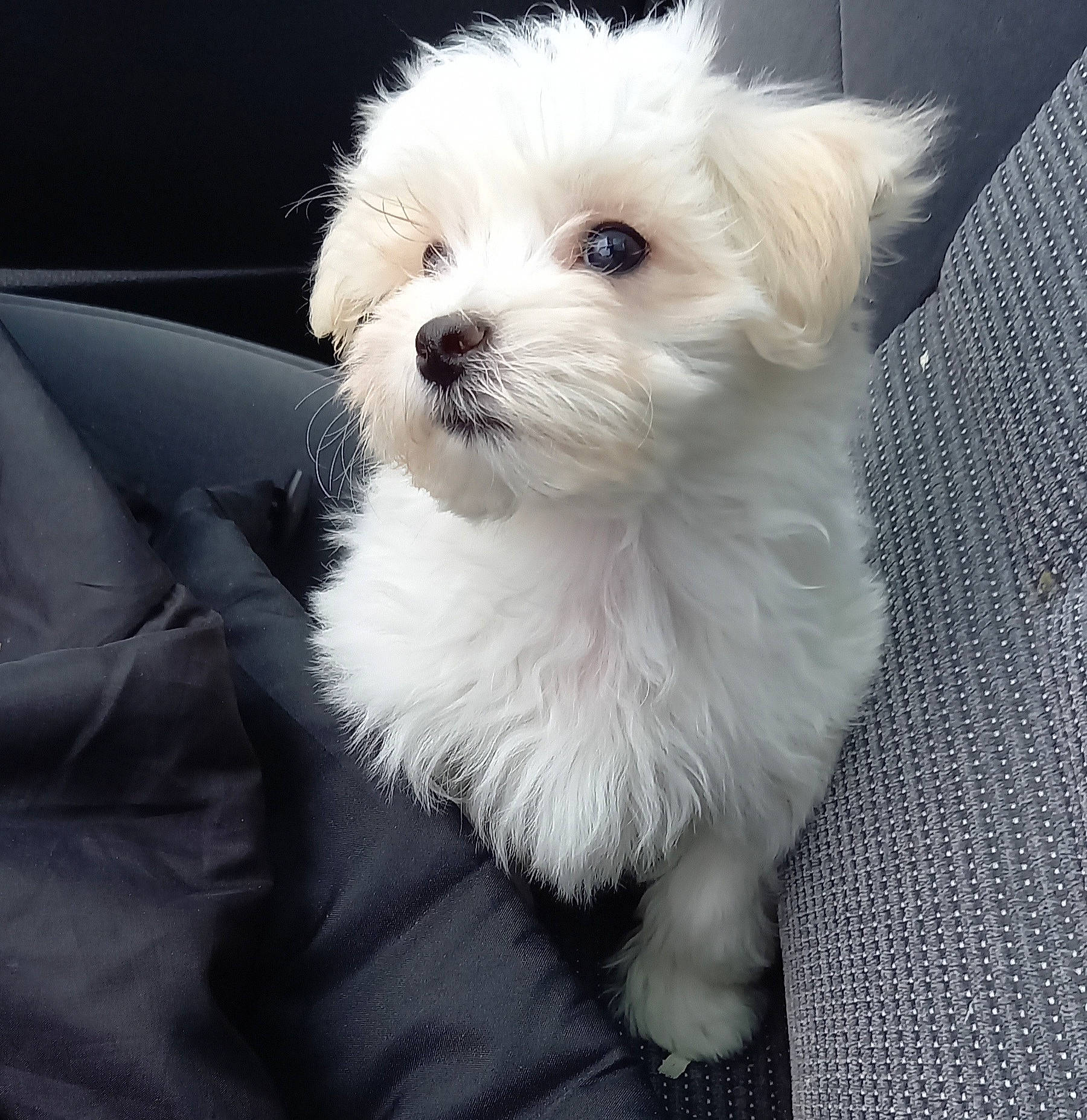 Bounty participe au concours pour gagner de l'argent avec cette photo : canidae, carnivore, companion_dog, dog, dog_breed, fur, non_sporting_group, plant, poodle_crossbreed, puppy, puppy_love, shih_poo, small_terrier, terrier, toy_dog, whiskers, working_animal