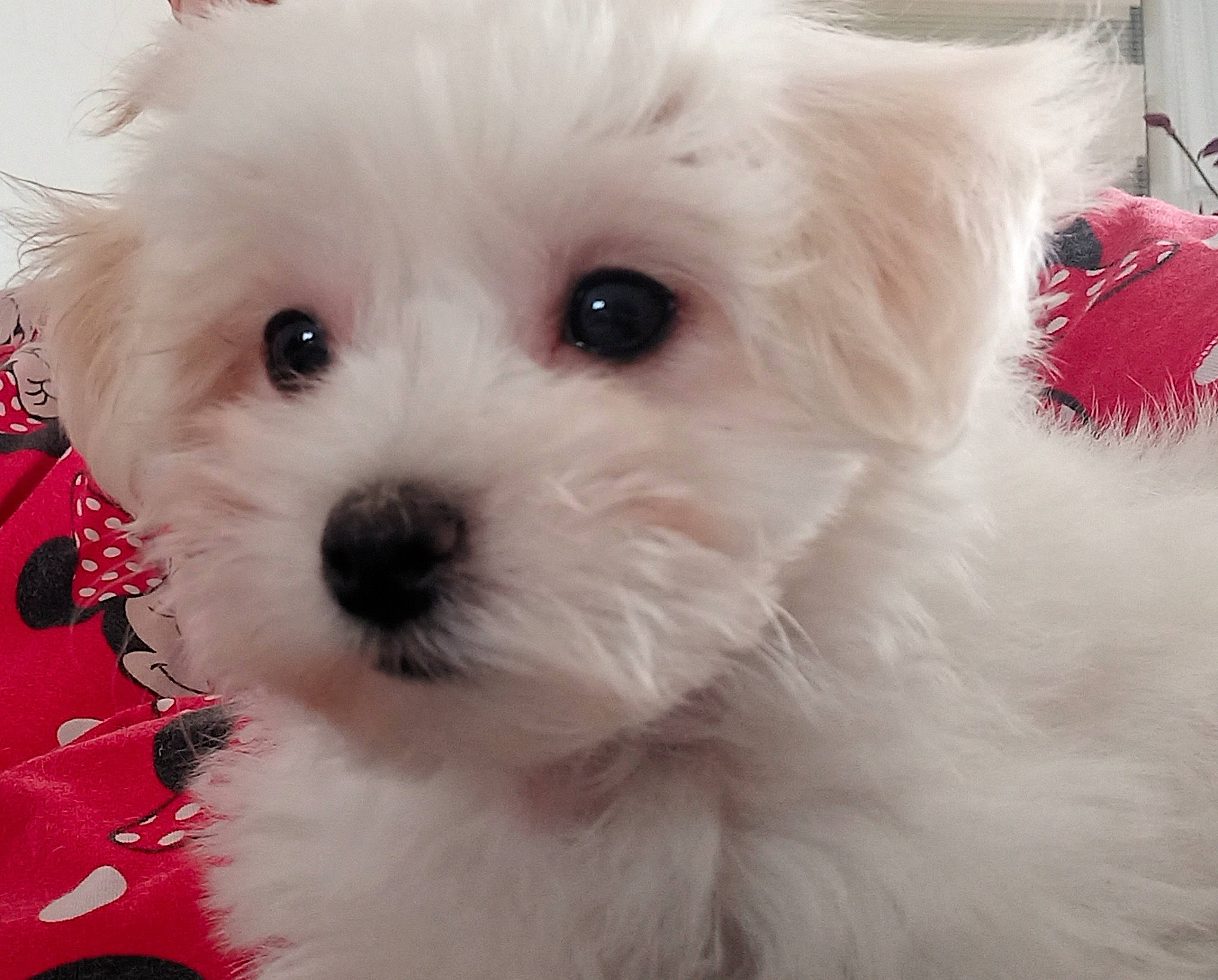 Bounty a rejoint le concours — aidez-le/la à gagner de superbes lots ! canidae, carnivore, companion_dog, dog, dog_breed, fur, mal_shi, maltepoo, non_sporting_group, plant, puppy, small_terrier, snout, sporting_group, toy_dog, working_animal