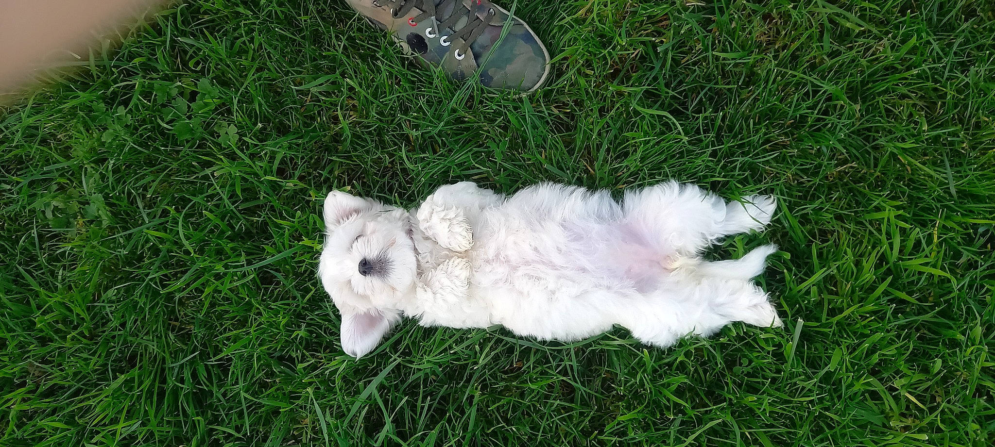 Blanka participe au concours pour gagner de l'argent avec cette photo : canidae, carnivore, companion_dog, dog, dog_breed, fawn, felidae, fur, grass, grass_family, lawn, paw, plant, sheep, small_to_medium_sized_cats, snout, sporting_group, tail, terrestrial_animal