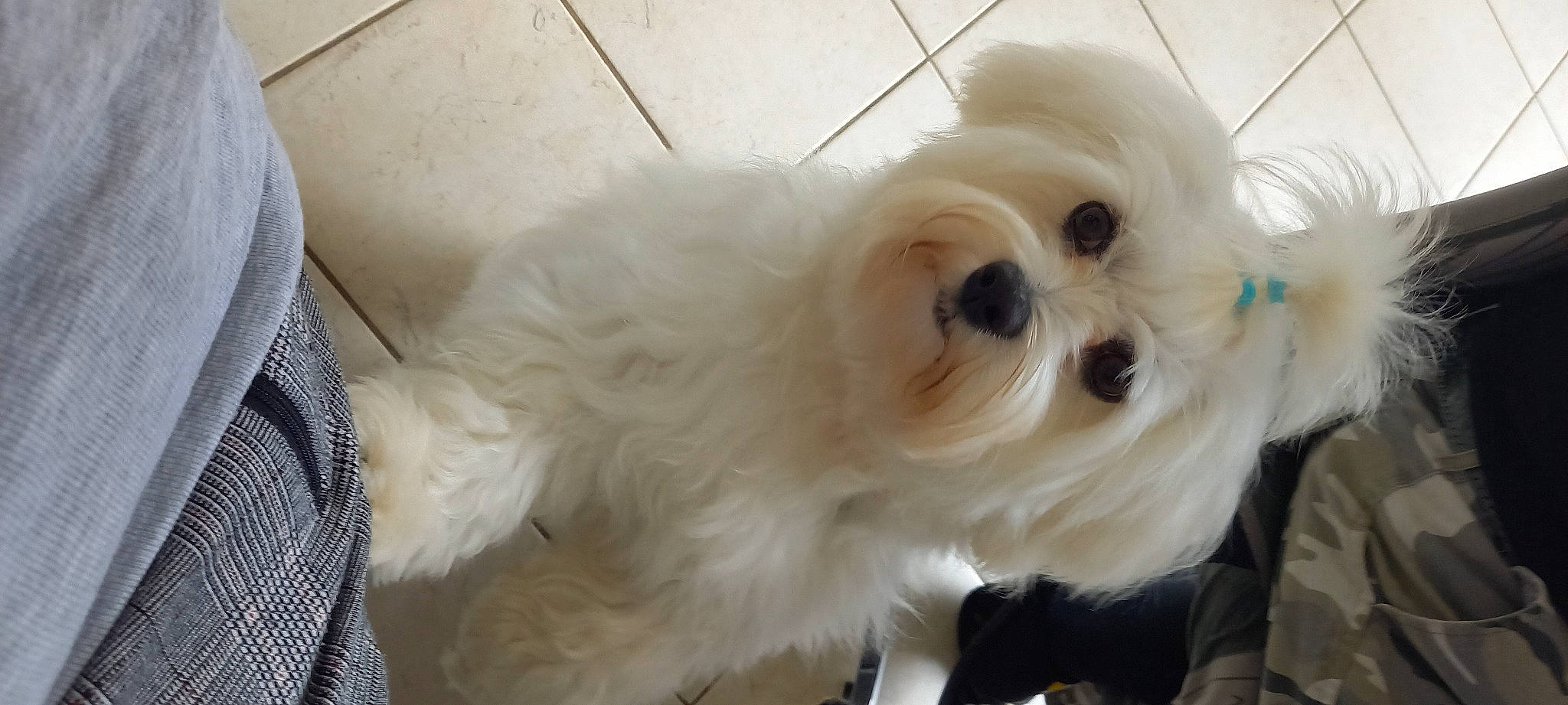 Blanka participe au concours pour gagner de l'argent avec cette photo : carnivore, companion_dog, dog, dog_breed, dog_supply, eyewear, fawn, fur, mal_shi, natural_material, non_sporting_group, pet_supply, shih_tzu, toy_dog, working_animal