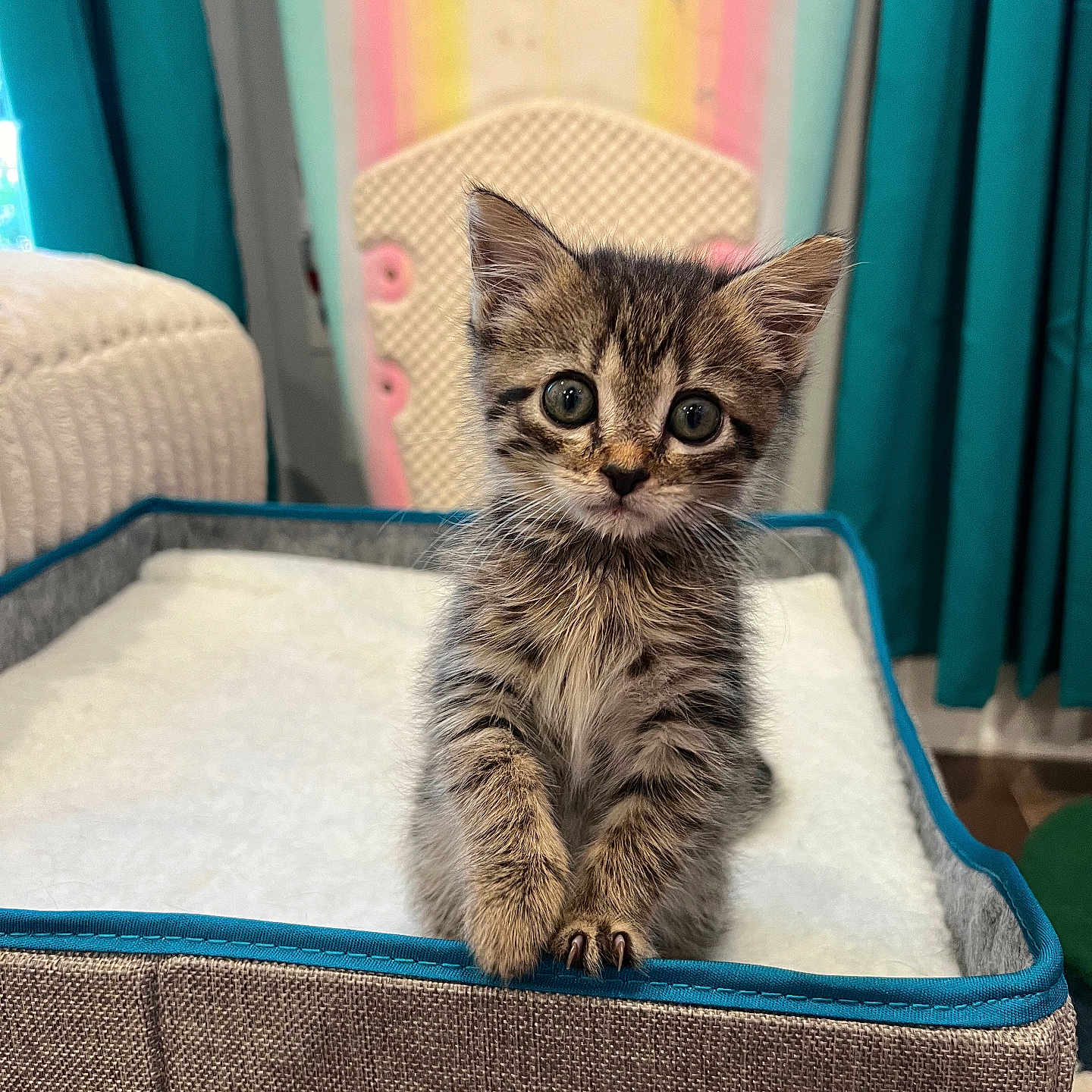 Pluto is registered to the contest to win money with this photo: abyssinian, animal, baggage, bed, canine, cat, couch, cushion, den, dog, furniture, homedecor, indoors, kitten, manx, pet