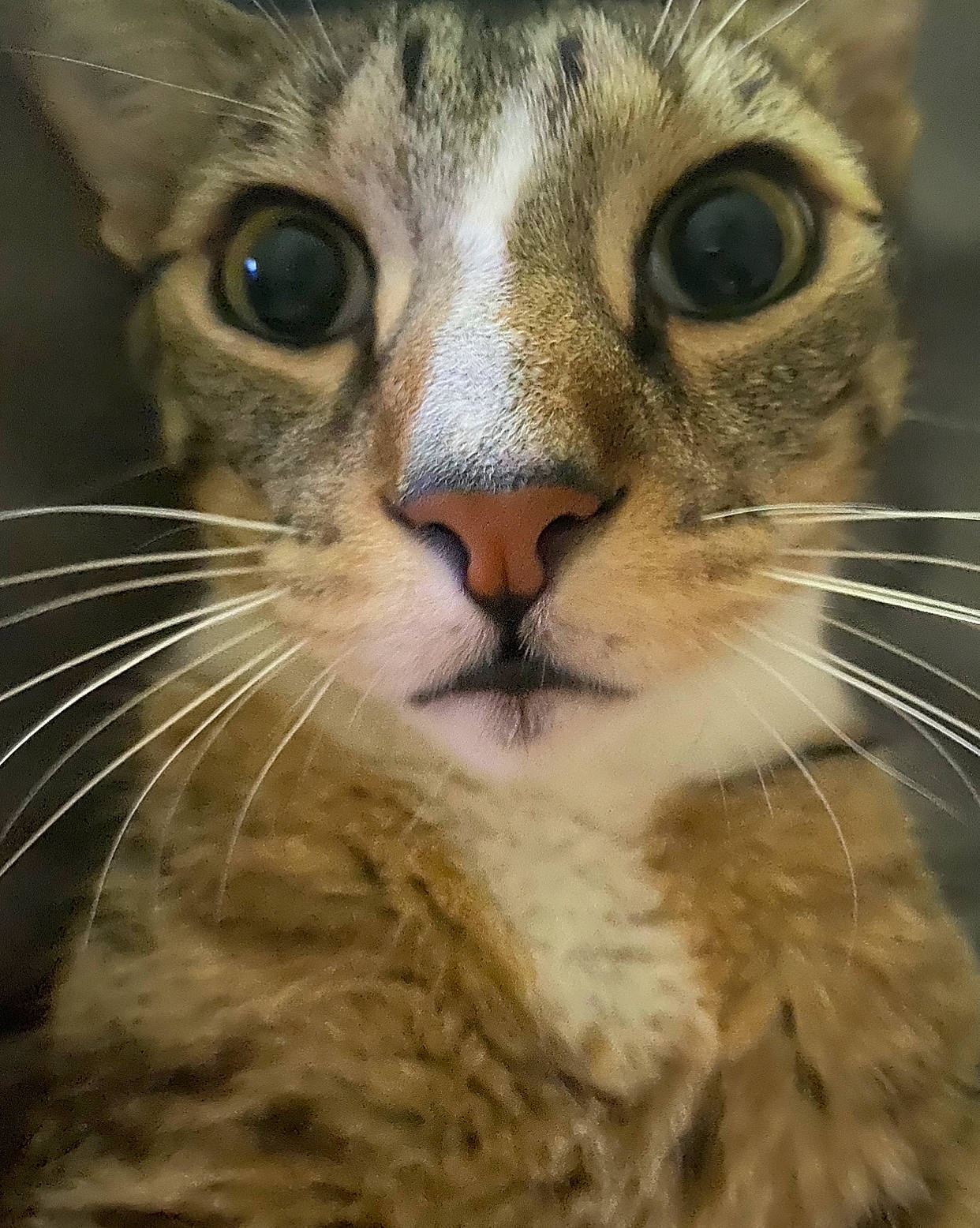 Bruce is registered to the contest to win money with this photo: carnivore, cat, close_up, domestic_short_haired_cat, door, ear, eye, fawn, felidae, fur, head, iris, nose, paw, small_to_medium_sized_cats, snout, terrestrial_animal, whiskers, wildlife, window