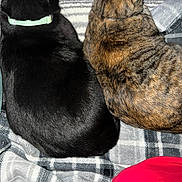 Mowgli is registered to the contest to win money with this photo: animal, back_view, black_cat, blanket, cat, collar, companion, cozy, domestic_animal, feline, fur, indoor, pet, plaid, relaxation, resting, sleeping_area, soft_texture, tabby_cat, two_animals