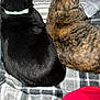 animal, back_view, black_cat, blanket, cat, collar, companion, cozy, domestic_animal, feline, fur, indoor, pet, plaid, relaxation, resting, sleeping_area, soft_texture, tabby_cat, two_animals