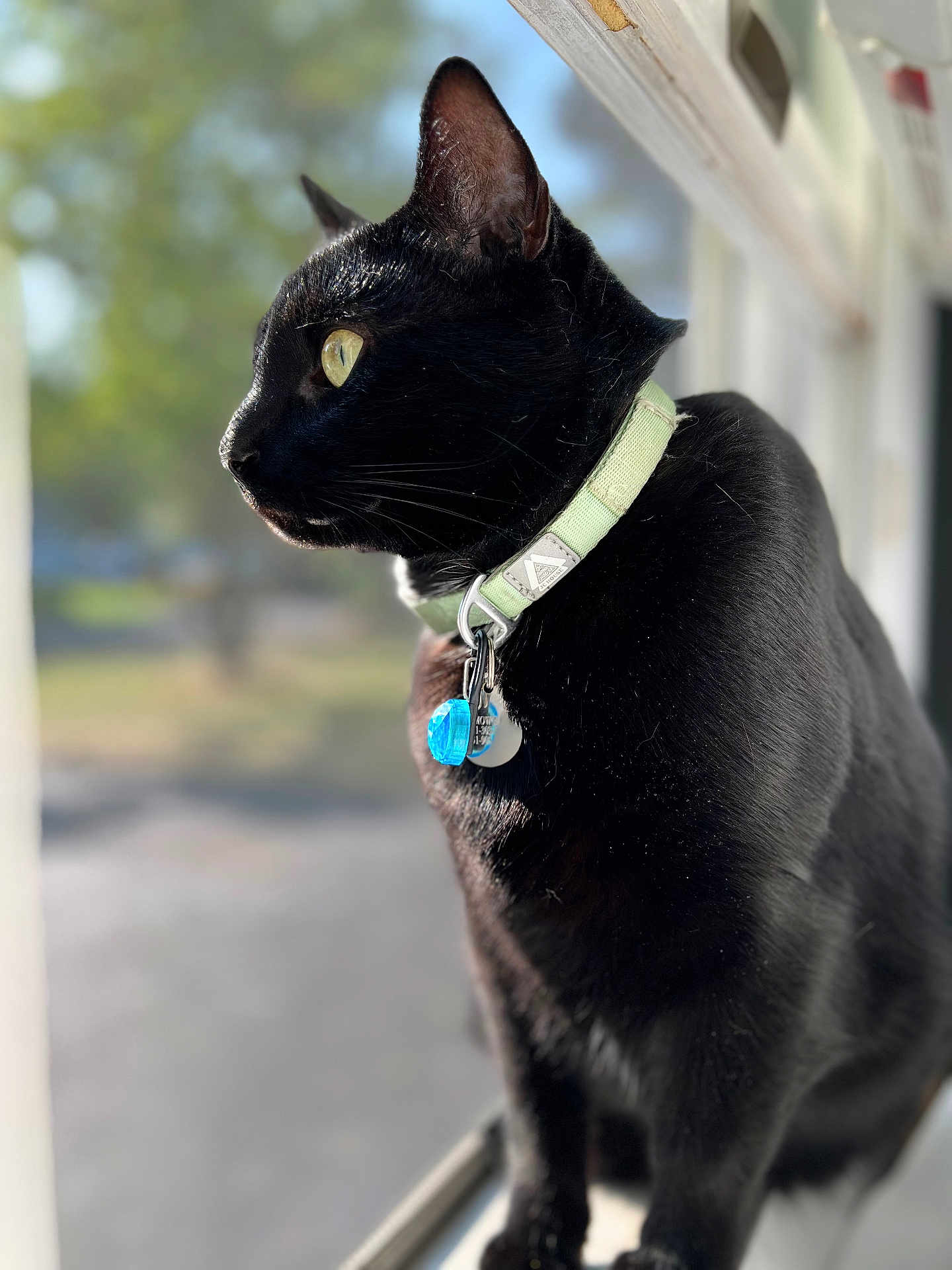 Mowgli