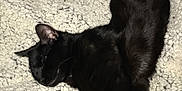 Mowgli joined the competition — help win amazing prizes! animal, black_cat, cat, closeup, comfort, cozy, cute, domestic_cat, feline, fluffy_blanket, fur, indoor, paw, pet, relaxed, resting, sleeping, soft_texture, tail, whiskers