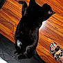 animal, black_cat, cable, casual, cat, clothing, comfort, fabric, floor, footwear, furry, home, indoor, painted_toenails, paw, pet, relaxing, slippers, tail, wooden_floor
