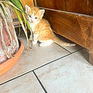Bourbon a rejoint le concours — aidez-le/la à gagner de superbes lots ! kitten, cat, orange_cat, white_cat, indoor, tile_floor, potted_plant, wooden_furniture, curious, small, young, pet, animal, cute, floor, plant, fur, eyes, domestic, whiskers