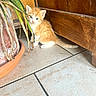 kitten, cat, orange_cat, white_cat, indoor, tile_floor, potted_plant, wooden_furniture, curious, small, young, pet, animal, cute, floor, plant, fur, eyes, domestic, whiskers