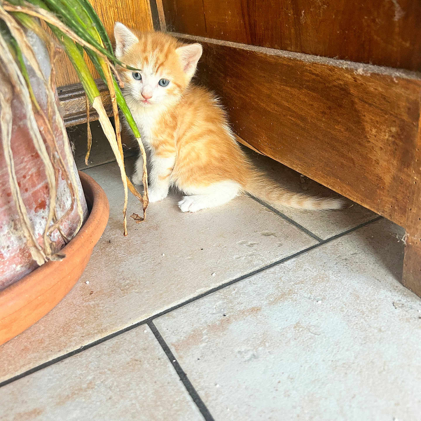 Bourbon a rejoint le concours — aidez-le/la à gagner de superbes lots ! kitten, cat, orange_cat, white_cat, indoor, tile_floor, potted_plant, wooden_furniture, curious, small, young, pet, animal, cute, floor, plant, fur, eyes, domestic, whiskers