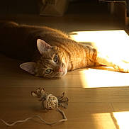 Pioupiou a rejoint le concours — aidez-le/la à gagner de superbes lots ! abyssinian, animal, bodypart, cat, computer, couch, electronics, finger, furniture, hand, hardwood, indoors, kitten, laptop, manx, pc, person, pet, plywood, wood