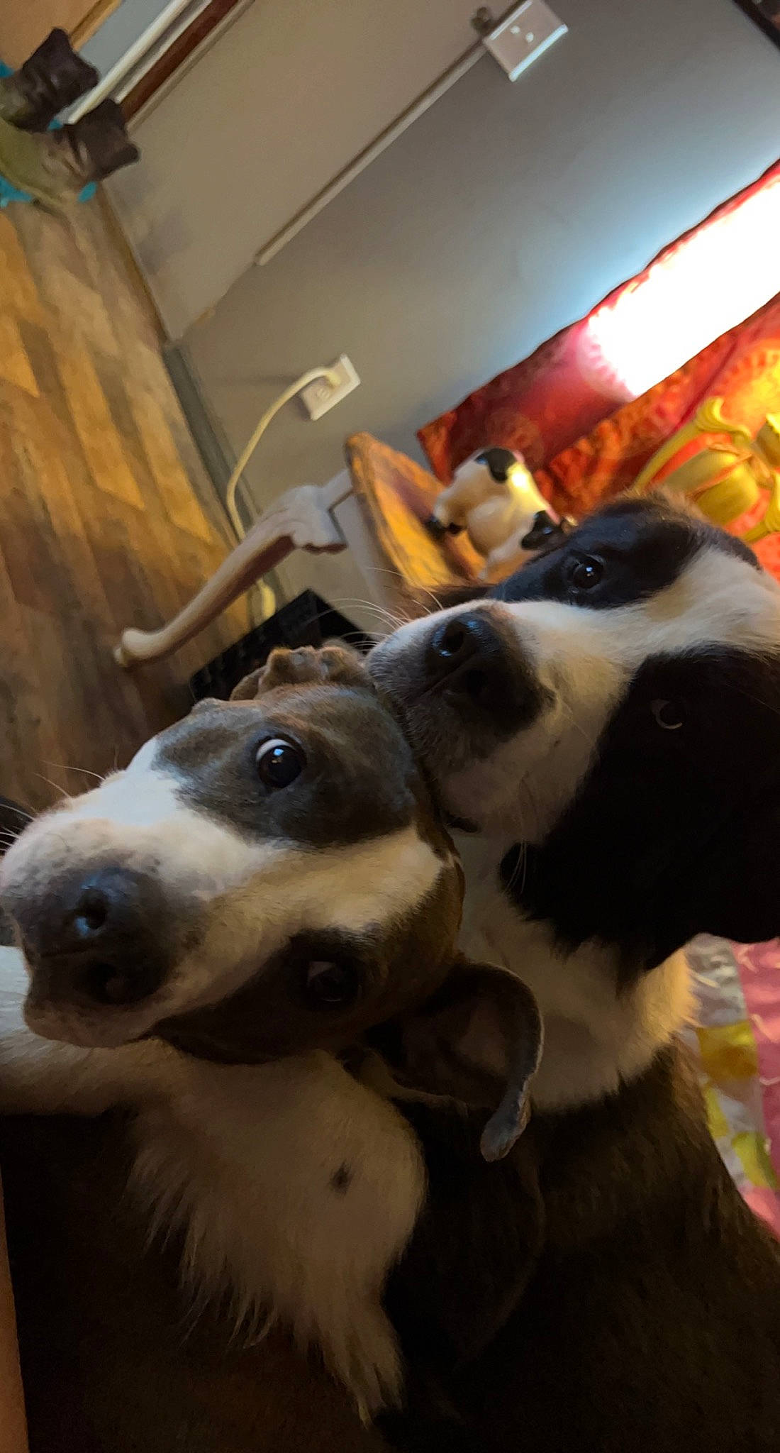 Chloe is registered to the contest to win money with this photo: canidae, carnivore, companion_dog, dog, dog_breed, ear, fawn, fur, guard_dog, herding_dog, jaw, non_sporting_group, snout, sporting_group, whiskers, working_animal, working_dog