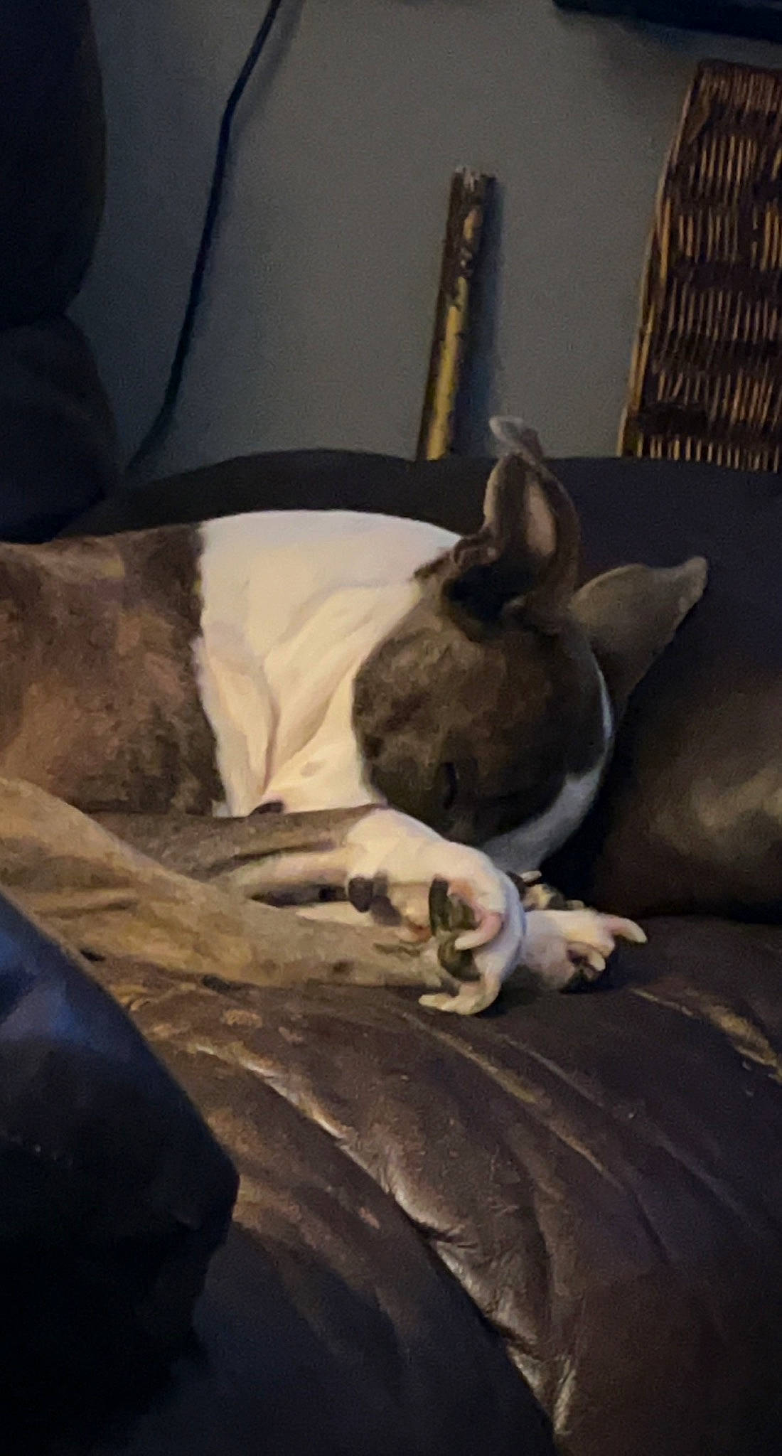 Chloe joined the competition — help win amazing prizes! art, bed, bedding, carnivore, cloud, comfort, companion_dog, couch, dog, dog_breed, fawn, grey, linens, picture_frame, room, sky, tints_and_shades, toy_dog, whiskers, working_animal