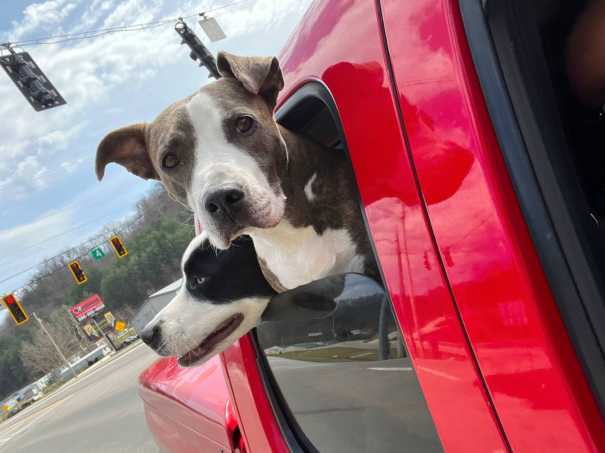 Chloe is registered to the contest to win money with this photo: automotive_design, automotive_exterior, automotive_lighting, automotive_mirror, bumper, car, carnivore, cloud, collar, companion_dog, dog, dog_breed, hood, motor_vehicle, rear_view_mirror, sky, snout, vehicle, vehicle_door, window