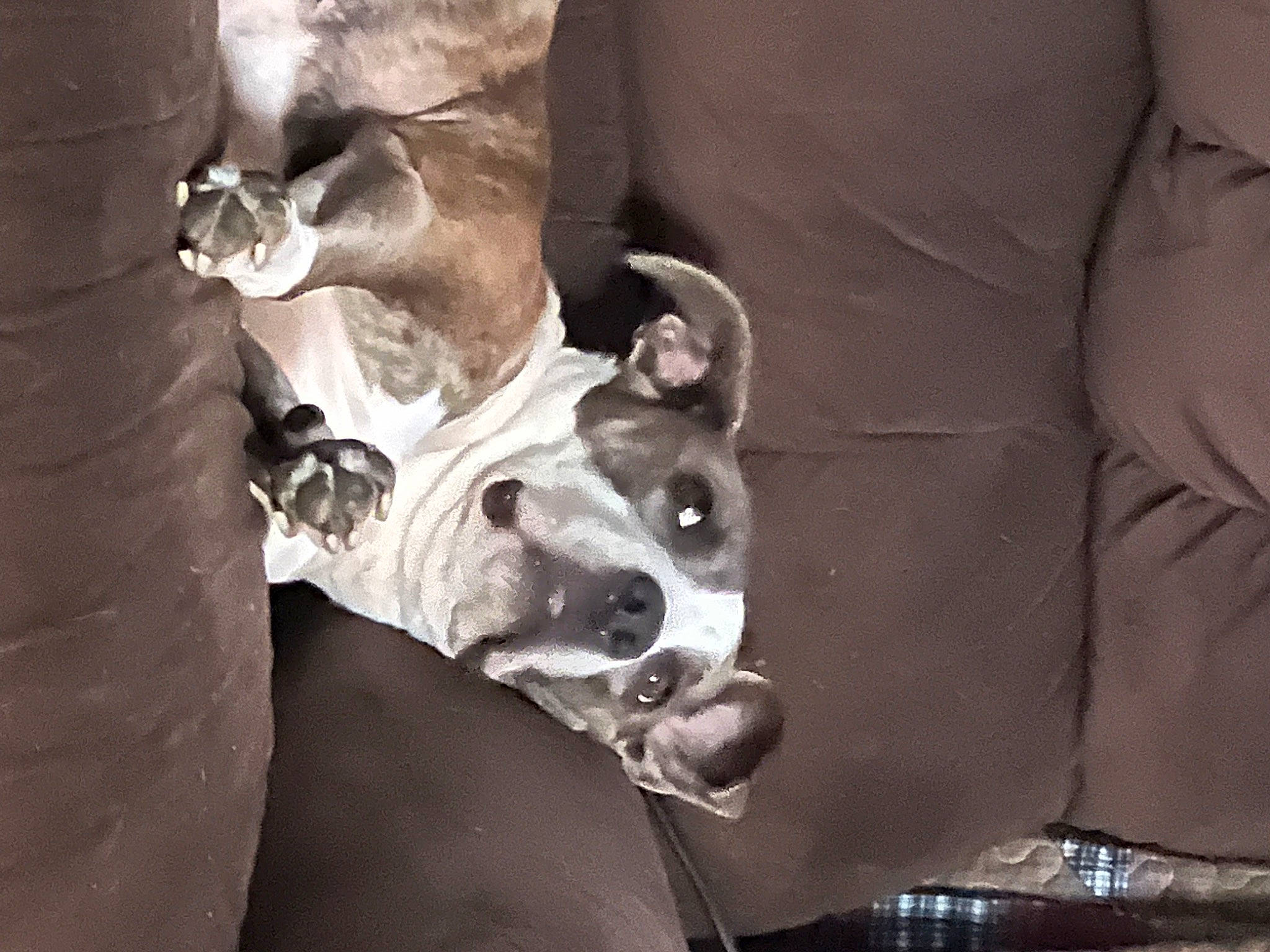 Chloe joined the competition — help win amazing prizes! canidae, carnivore, comfort, companion_dog, dog, dog_breed, ear, fawn, jaw, metal, monochrome, monochrome_photography, non_sporting_group, snout, sporting_group, whiskers, working_animal