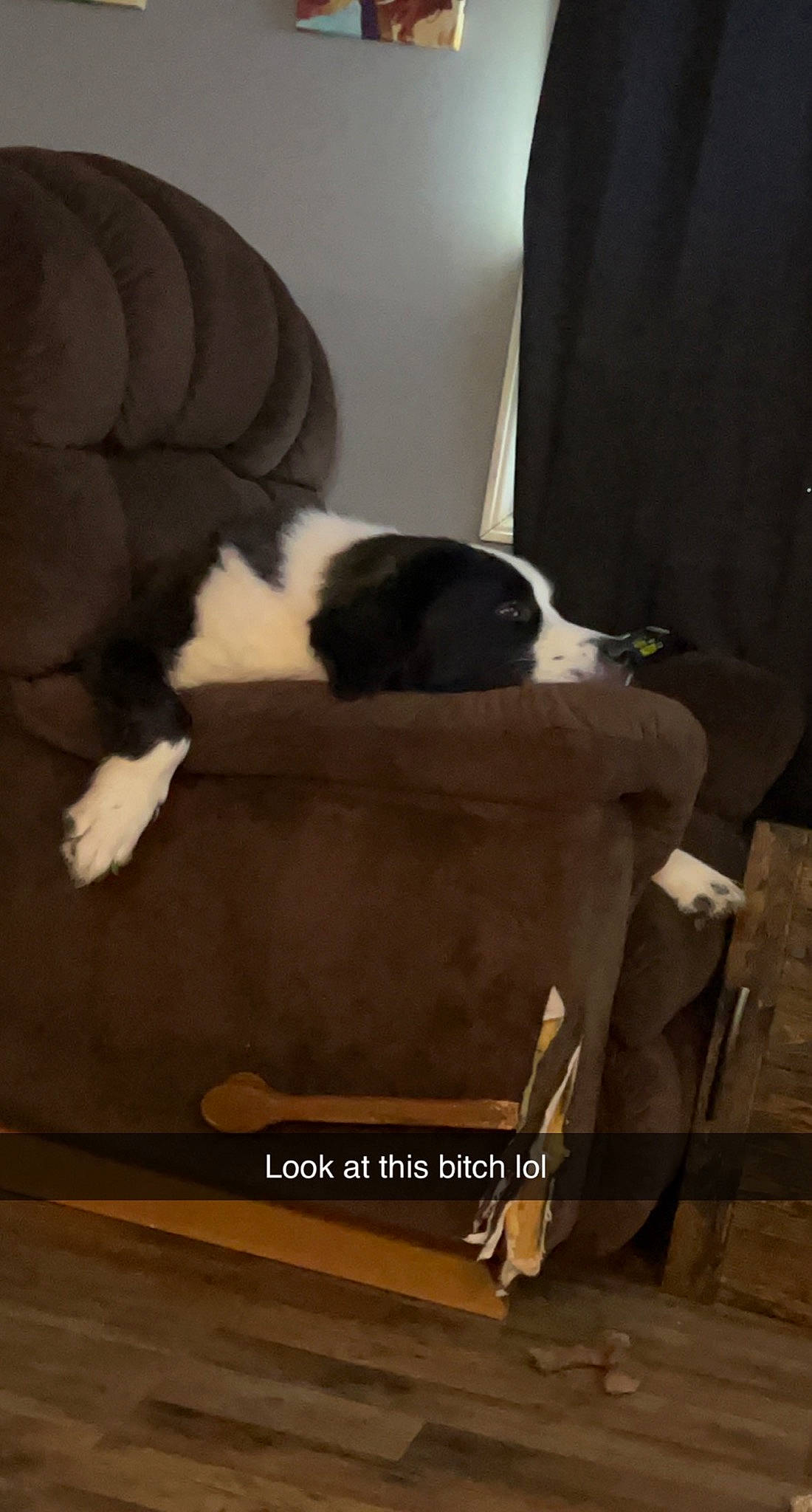 Nala joined the competition — help win amazing prizes! bored, canidae, carnivore, comfort, companion_dog, dog, dog_breed, felidae, flooring, fur, hardwood, linens, nap, room, small_to_medium_sized_cats, sporting_group, tail, terrestrial_animal, whiskers, wood