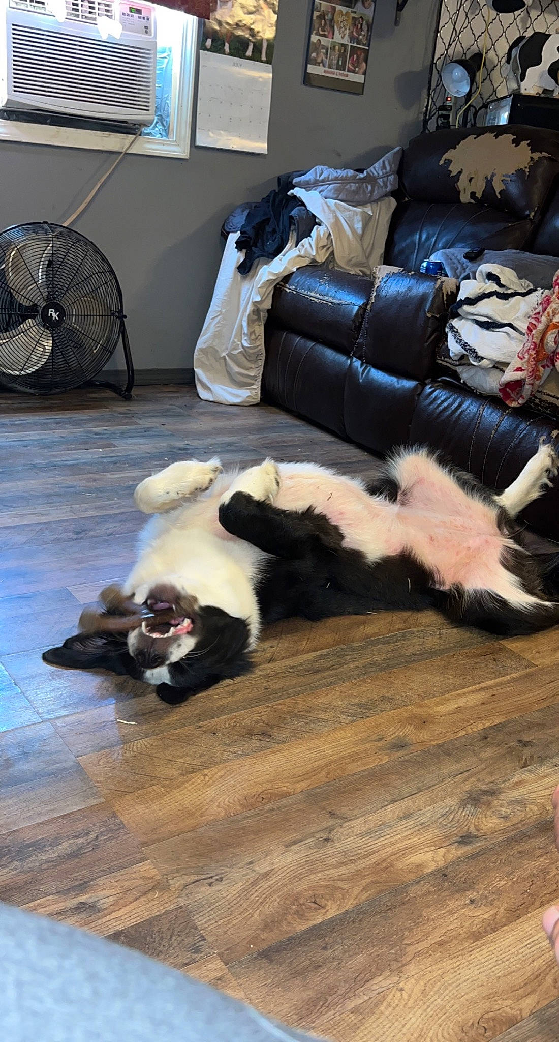 Nala joined the competition — help win amazing prizes! carnivore, comfort, companion_dog, couch, dog_breed, fawn, felidae, floor, flooring, grey, hardwood, laminate_flooring, living_room, mechanical_fan, pillow, small_to_medium_sized_cats, tail, whiskers, wood, wood_flooring