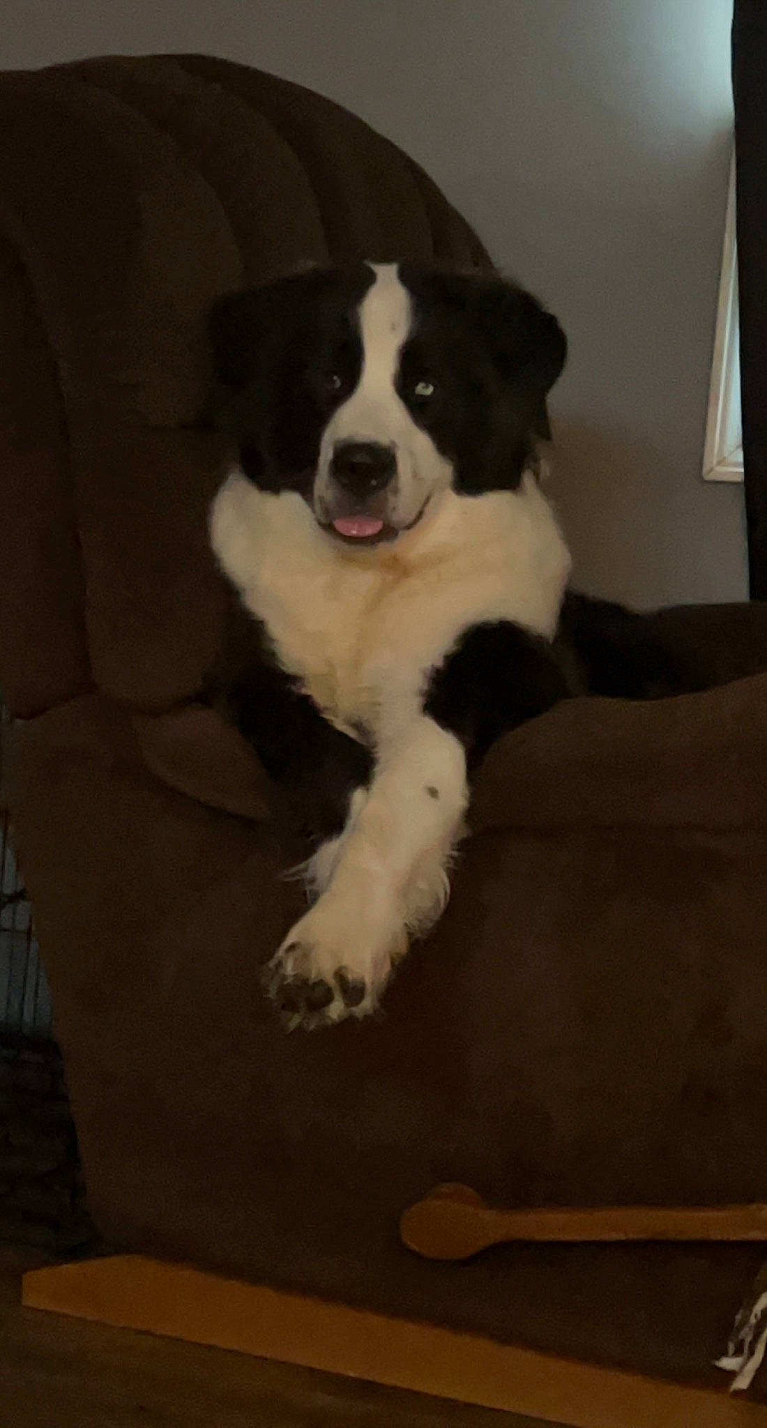 Nala joined the competition — help win amazing prizes! border_collie, bored, canidae, carnivore, companion_dog, dog, dog_breed, door, flooring, fur, hardwood, herding_dog, non_sporting_group, tail, terrestrial_animal, wood, working_animal, working_dog