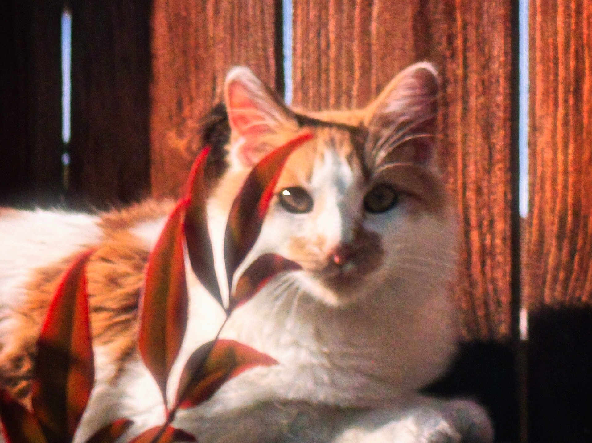 Excalibur is registered to the contest to win money with this photo: cat, animal, pet, feline, fur, leaf, plant, outdoor, wooden_fence, sunlight, shadow, relaxing, closeup, nature, whiskers, ears, eyes, resting, daylight, calm