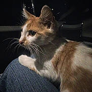 Excalibur is registered to the contest to win money with this photo: cat, orange_and_white, whiskers, close_up, denim, knee, night, dark, curious, pet, animal, feline, indoor, portrait, side_view, fur, ears, eyes, person, clothing