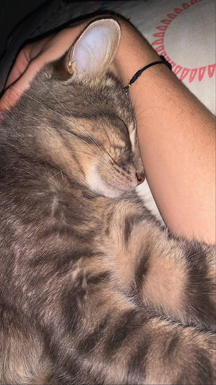 Chadoux participe au concours pour gagner de l'argent avec cette photo : carnivore, cat, claw, comfort, domestic_short_haired_cat, ear, fawn, felidae, finger, fur, gesture, hand, human_leg, lap, nail, paw, small_to_medium_sized_cats, snout, tail, whiskers