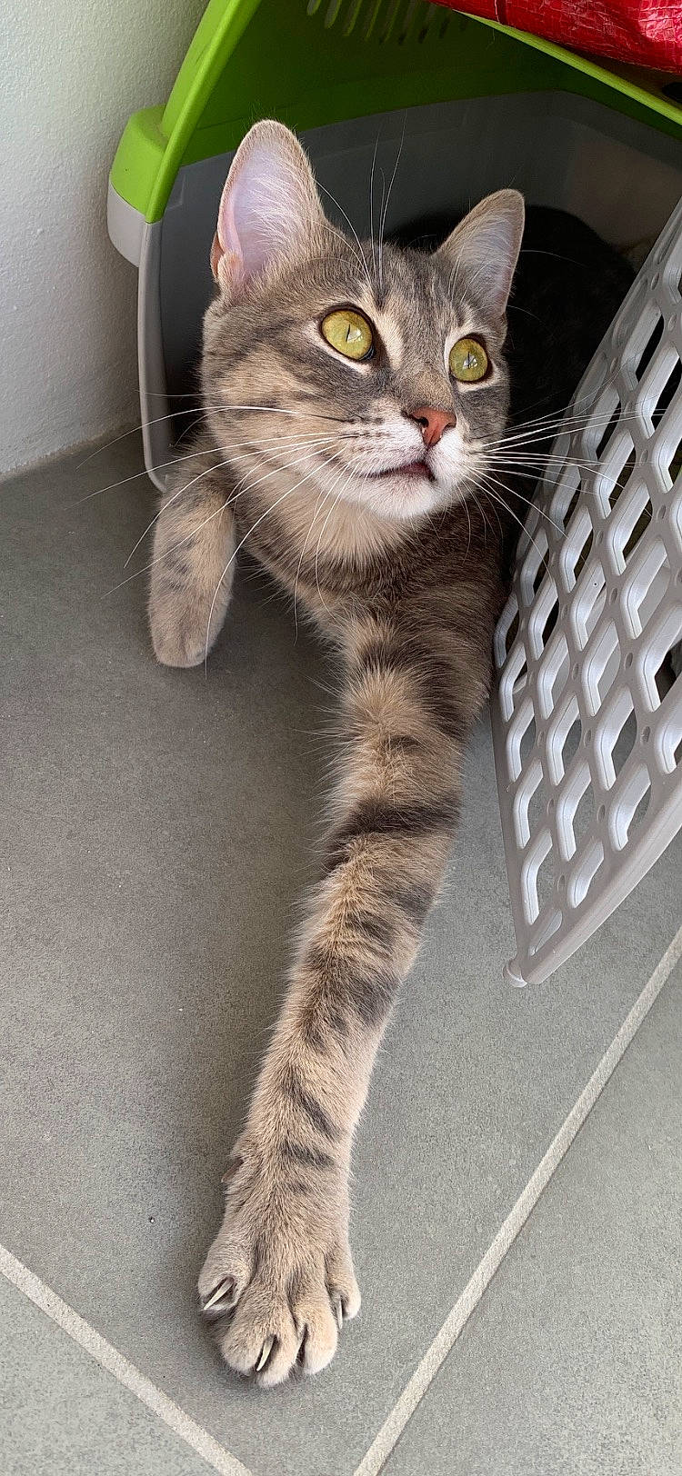 Chadoux a rejoint le concours — aidez-le/la à gagner de superbes lots ! box, carnivore, cat, claw, comfort, curious, domestic_short_haired_cat, fawn, felidae, foot, fur, input_device, paw, peripheral, small_to_medium_sized_cats, snout, tail, terrestrial_animal, whiskers, window