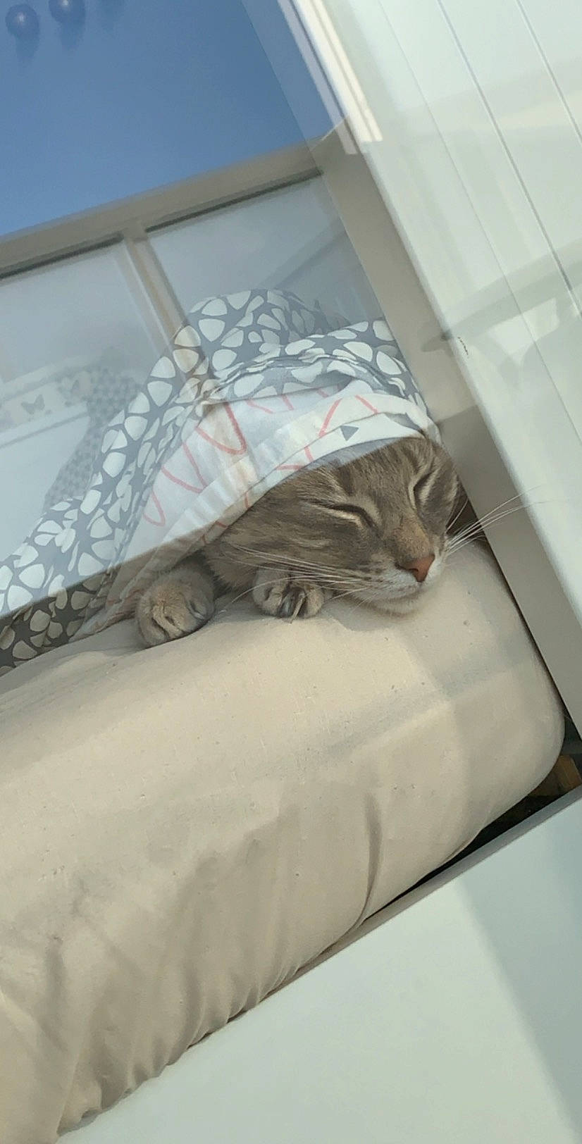 Chadoux participe au concours pour gagner de l'argent avec cette photo : carnivore, cat, ceiling, comfort, domestic_short_haired_cat, duvet, felidae, flooring, fur, grey, hardwood, linens, room, small_to_medium_sized_cats, stairs, tail, vertebrate, whiskers, window, wood