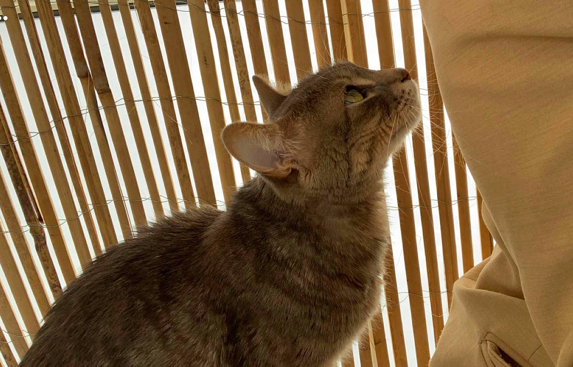 Chadoux a rejoint le concours — aidez-le/la à gagner de superbes lots ! animal_shelter, cage, canidae, carnivore, cat, cat_supply, dog_breed, domestic_short_haired_cat, fawn, felidae, fur, paw, pet_supply, small_to_medium_sized_cats, snout, tail, terrestrial_animal, whiskers, wildlife, wood