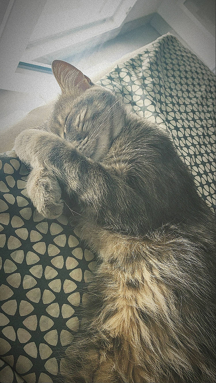 Chadoux participe au concours pour gagner de l'argent avec cette photo : art, carnivore, cat, domestic_short_haired_cat, drawing, felidae, fur, grey, illustration, monochrome, monochrome_photography, pattern, paw, small_to_medium_sized_cats, snout, tail, terrestrial_animal, tints_and_shades, visual_arts, whiskers