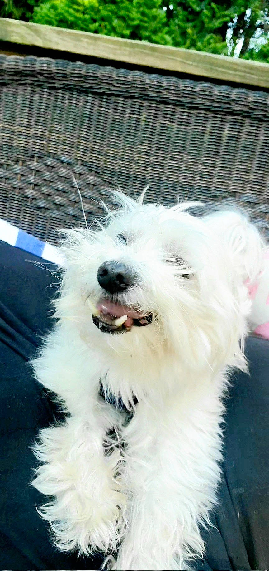 Maxwell is registered to the contest to win money with this photo: canidae, carnivore, companion_dog, dog, dog_breed, dog_collar, dog_supply, fang, fence, fur, mesh, non_sporting_group, small_terrier, smile, snout, sporting_group, terrier, toy_dog, whiskers, working_animal