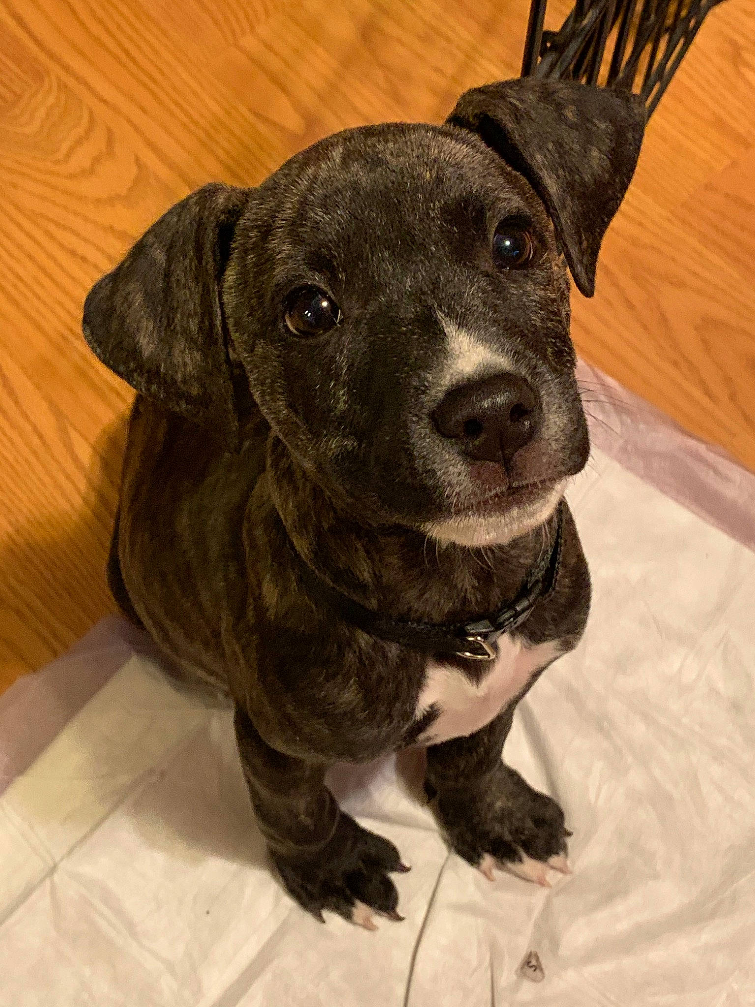 Tigger is registered to the contest to win money with this photo: american_pit_bull_terrier, american_staffordshire_terrier, canidae, carnivore, companion_dog, dog, dog_breed, fawn, mammal, molosser, non_sporting_group, puppy, rare_breed_dog, snout, sporting_group, vertebrate, whiskers