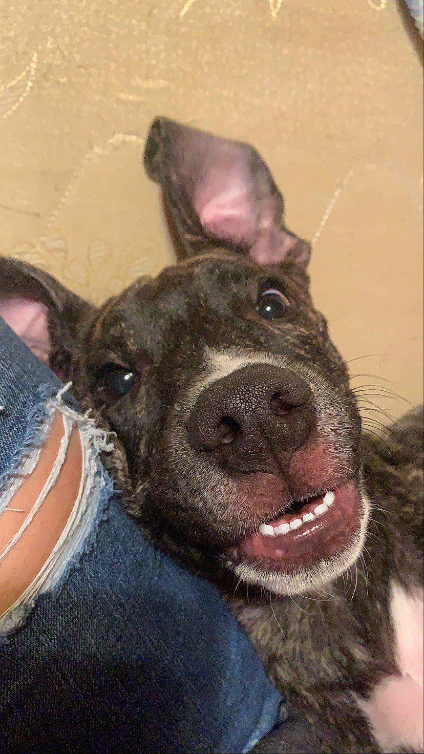 Tigger is registered to the contest to win money with this photo: american_pit_bull_terrier, canidae, carnivore, dog, dog_breed, ear, fawn, mammal, non_sporting_group, nose, snout, sporting_group, vertebrate