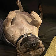 Sweeny participe au concours pour gagner de l'argent avec cette photo : dog, sleeping, couch, pet, relaxed, brown, collar, paw, upside_down, indoor, cozy, comfortable, fur, animal, canine, resting, mammal, home, closeup, cute