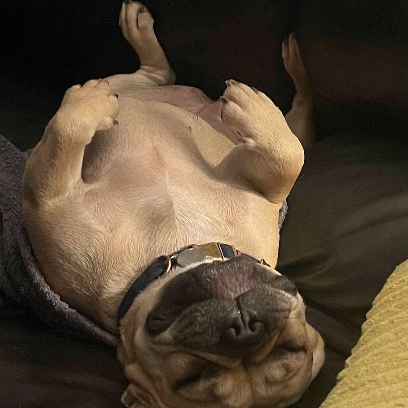 Sweeny participe au concours pour gagner de l'argent avec cette photo : dog, sleeping, couch, pet, relaxed, brown, collar, paw, upside_down, indoor, cozy, comfortable, fur, animal, canine, resting, mammal, home, closeup, cute