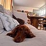 Moka a rejoint le concours — aidez-le/la à gagner de superbes lots ! dog, dachshund, sleeping, couch, pillow, living_room, wooden_furniture, window, natural_light, indoor, home, relaxation, pet, brown_dog, cozy, soft_lighting, table, chair, curtains, calm