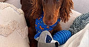 Moka a rejoint le concours — aidez-le/la à gagner de superbes lots ! bandana, beige_couch, blue_bandana, blue_toy, brown_dog, chew_toy, couch, cozy, curly_ears, cute, dog, home, indoor, long_hair, looking_at_camera, pet, pillows, plush_toy, raccoon_toy, relaxed