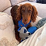 dog, long_hair, brown_dog, bandana, blue_bandana, plush_toy, raccoon_toy, chew_toy, blue_toy, couch, pillows, beige_couch, cozy, indoor, pet, looking_at_camera, curly_ears, home, relaxed, cute