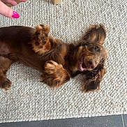 Moka a rejoint le concours — aidez-le/la à gagner de superbes lots ! dog, brown_dog, playful, lying_down, floppy_ears, happy, mouth_open, paw, hand, pink_nail_polish, rug, textured_rug, indoor, floor, tile_floor, wooden_chair_leg, pet, cute, animal, domestic_animal
