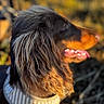 Moka participe au concours pour gagner de l'argent avec cette photo : dog, side_profile, wavy_fur, collar, outdoor, sunlight, close_up, brown_fur, tongue_out, pet, canine, nature, blurred_background, happy, animal, muzzle, ears, fur_texture, warm_colors, portrait