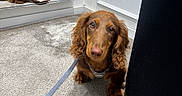 Moka participe au concours pour gagner de l'argent avec cette photo : dog, puppy, dachshund, brown_dog, carpet, leash, harness, reflection, mirror, indoor, pet, cute, curious, floor, canine, animal, small_dog, looking_up, ears, fur