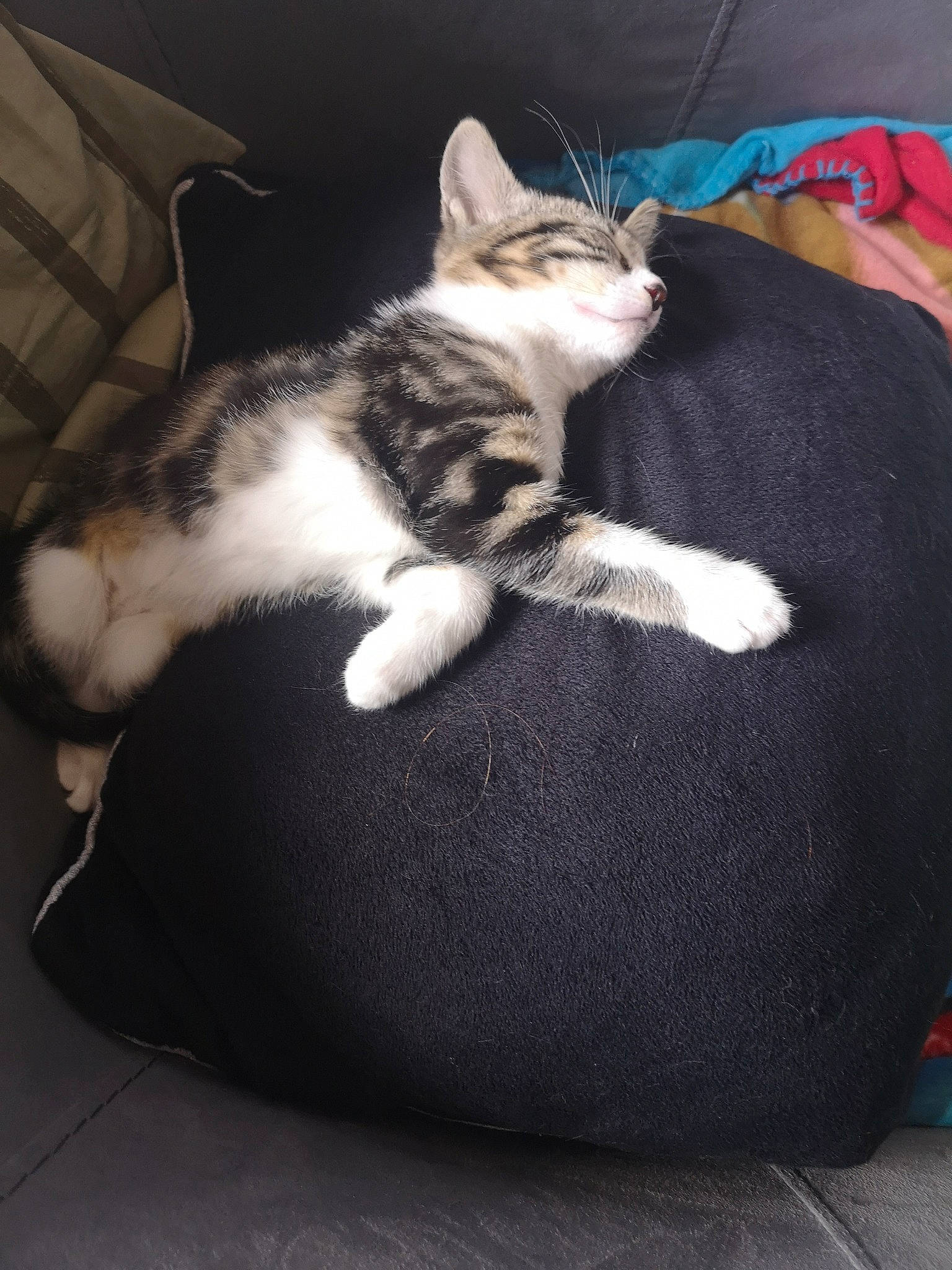 Cancun a rejoint le concours — aidez-le/la à gagner de superbes lots ! american_shorthair, american_wirehair, asian, carnivore, cat, cat_bed, comfort, domestic_short_haired_cat, european_shorthair, felidae, fur, furniture, kitten, mammal, paw, small_to_medium_sized_cats, tabby_cat, tail, whiskers