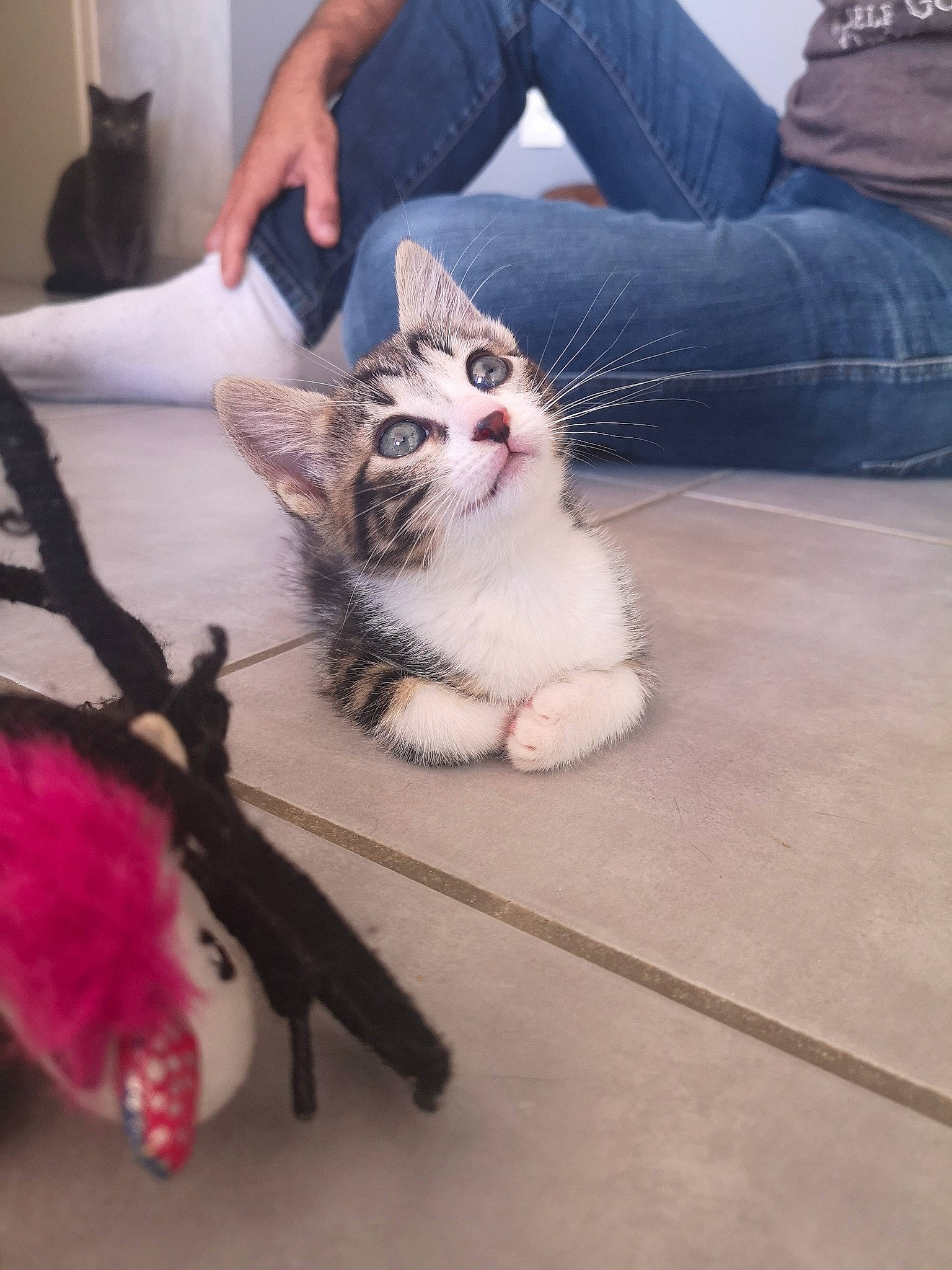 Cancun participe au concours pour gagner de l'argent avec cette photo : aegean_cat, american_curl, american_shorthair, asian, carnivore, cat, claw, domestic_short_haired_cat, european_shorthair, felidae, foot, fur, kitten, leg, norwegian_forest_cat, paw, polydactyl_cat, small_to_medium_sized_cats, tail, whiskers