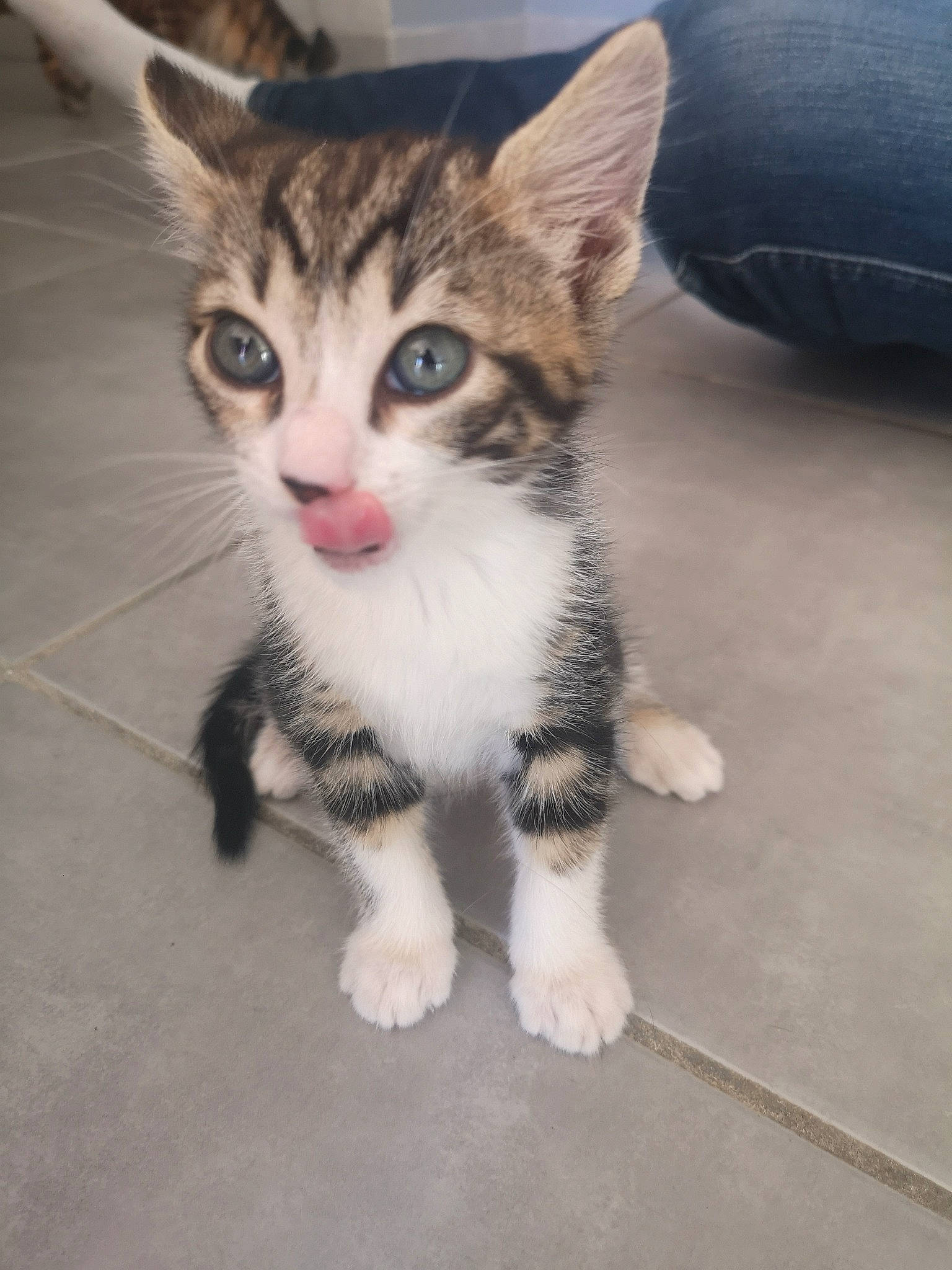 Cancun a rejoint le concours — aidez-le/la à gagner de superbes lots ! aegean_cat, american_wirehair, arabian_mau, carnivore, cat, domestic_short_haired_cat, dragon_li, egyptian_mau, european_shorthair, felidae, kitten, mammal, nose, ojos_azules, polydactyl_cat, small_to_medium_sized_cats, snout, tabby_cat, vertebrate, whiskers